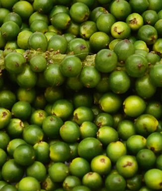 Fragrance Spices, Natural and Organic Spices, Spice Mixes and Aromatic Herbs, UAE