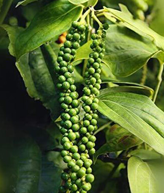 Fragrance Spices, Natural and Organic Spices, Spice Mixes and Aromatic Herbs, UAE